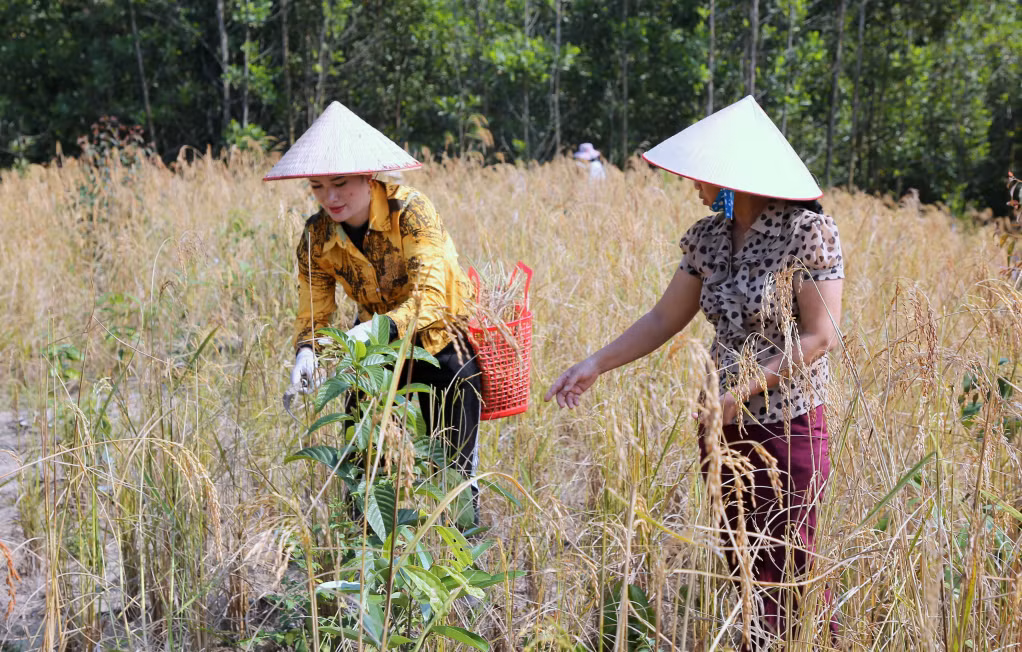 Bà Vũ Thị Tươi (bên phải) hướng dẫn người dân chăm sóc đồi quế theo định hướng trồng rừng gỗ lớn kết hợp với trồng giống lúa nương đặc sản địa phương.