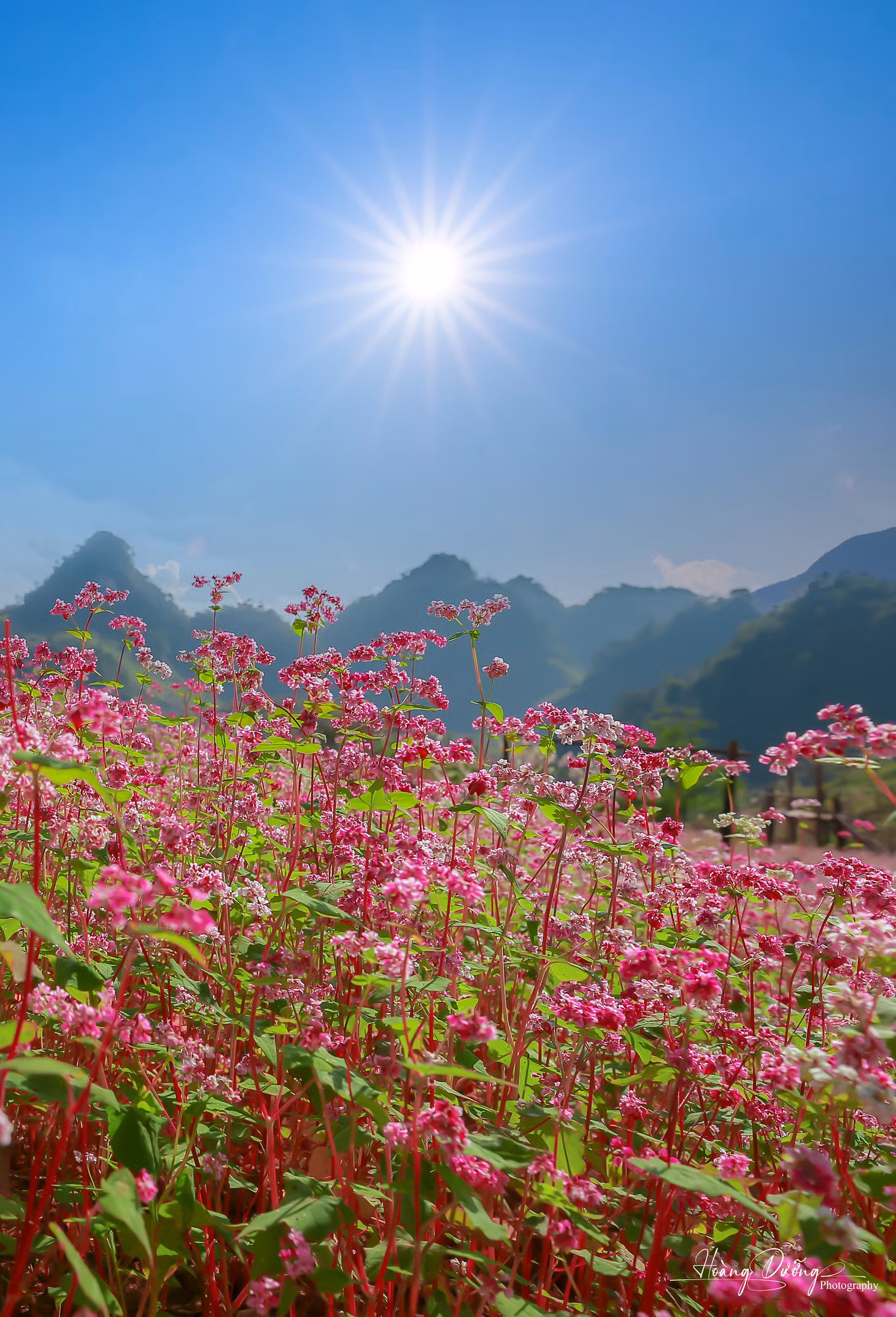 Những ngày đầu tháng 11, Suôi Thầu càng trở nên mộng mơ với sự xuất hiện của cánh đồng tam giác mạch trải rộng, đang đồng loạt nở hoa (Ảnh: Hoàng Dưỡng)