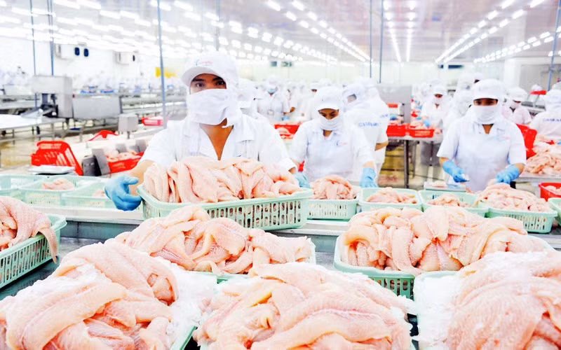 Chế biến cá tra tại doanh nghiệp IDI, Tập đoàn Sao Mai. (Ảnh LÊ HOÀNG VŨ)