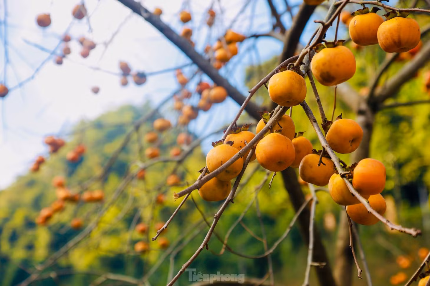 Hết thu, sang đông, cây rụng hết lá, chỉ còn lại cành và quả chín mọng tạo nên khung cảnh chụp ảnh lý tưởng.