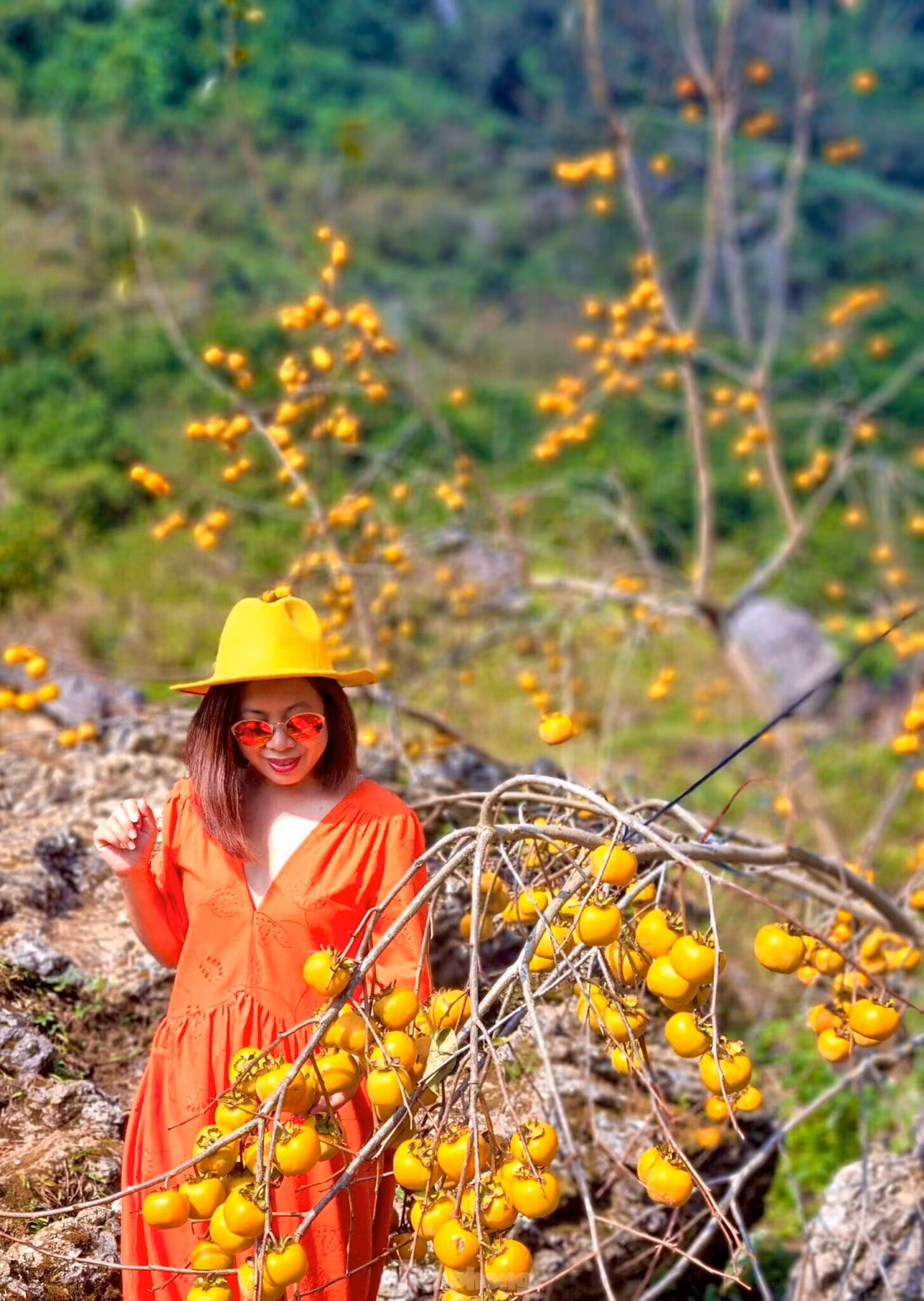 Mê mẩn ngắm mùa hồng chín trĩu quả trên cao nguyên Mộc Châu ảnh 10