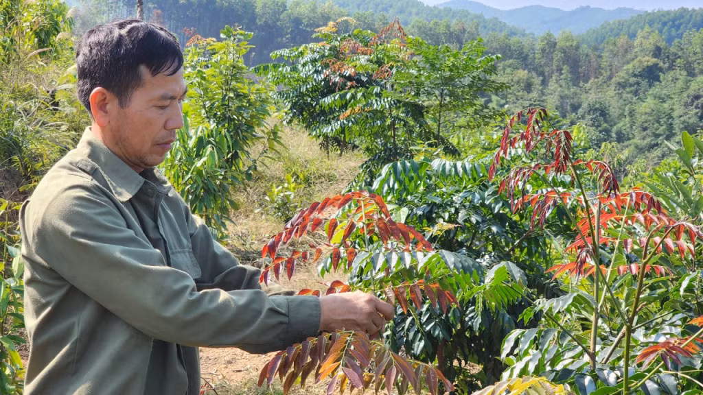 Anh Nịnh Văn Năm, chăm sóc cây Lim xanh.