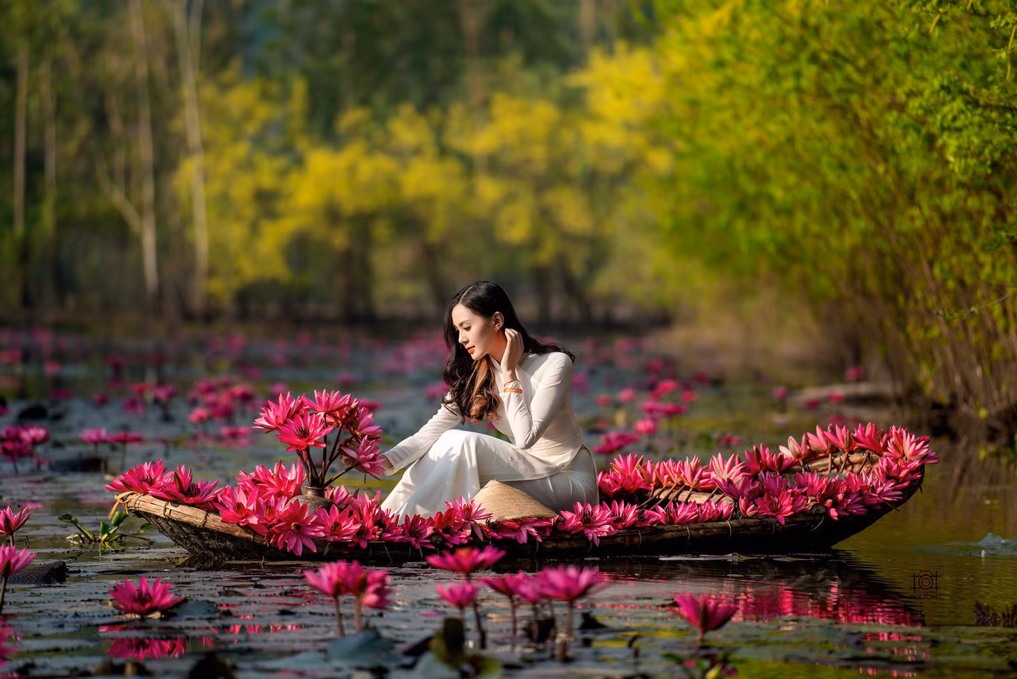 Khi bình minh lên cũng là lúc hàng nghìn bông hoa súng bung nở, khoa sắc tím hồng rực rỡ. Ảnh: Nguyễn Văn Hữu