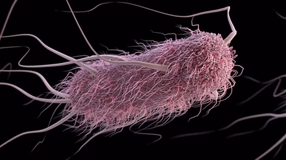 E.Coli và Salmonella là 2 loại vi khuẩn gây ngộ độc trong vụ việc đáng tiếc vừa qua. Ảnh: UC_Davis.