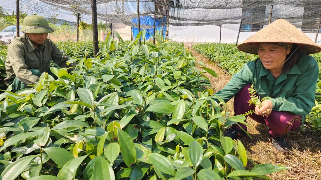 Không chỉ trồng cây gỗ lớn, gia đinh anh Nịnh Văn Năm còn làm vườn ươm cây giống quế, cát sâm để trồng xen canh và phục vụ nhu cầu trồng rừng của người dân trên địa bàn.