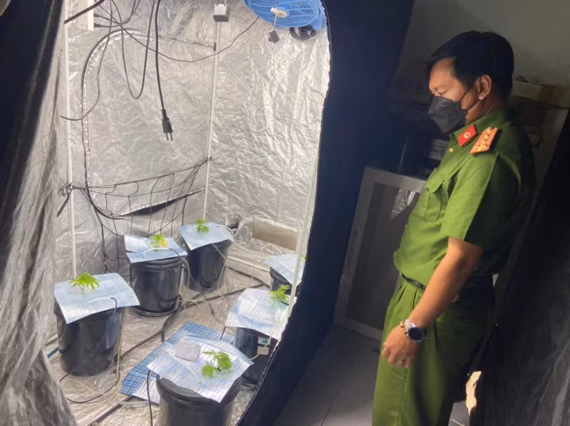 Công an quận Sơn Trà phát hiện 2 người nước ngoài trồng nhiều cây, cùng nhiều dụng cụ, thảo mộc sấy khô nghi là cần sa ngay trong căn hộ.