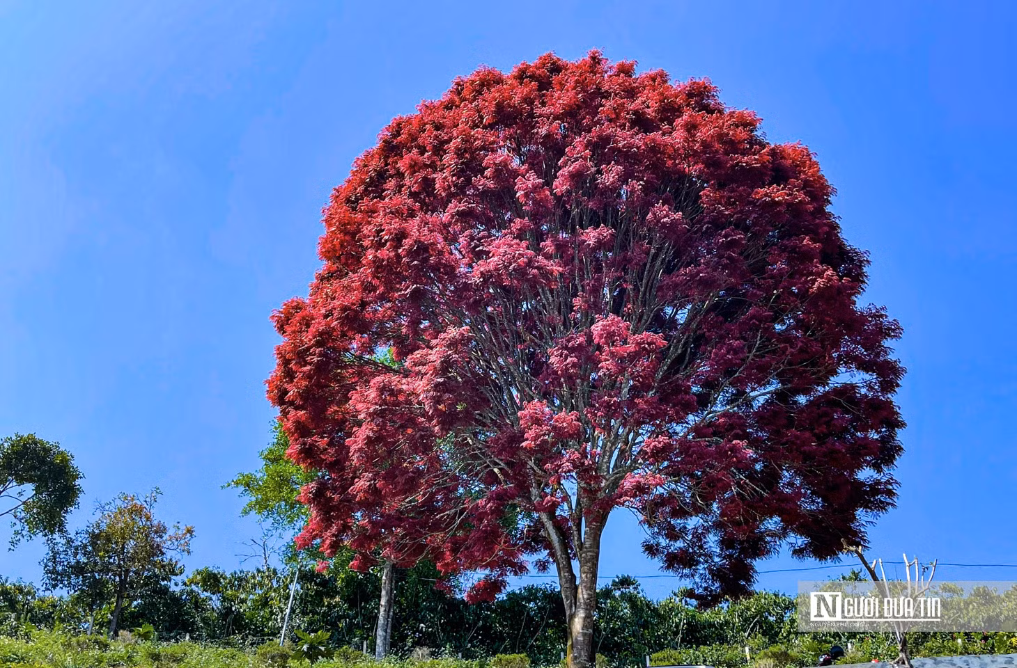 Theo người dân địa phương, cây trâm lá đỏ được mọc riêng lẻ trên đồi cao, cuối tháng 12 âm lịch hàng năm cây đổ lá, thay vào đó một màu lá đỏ huyết.