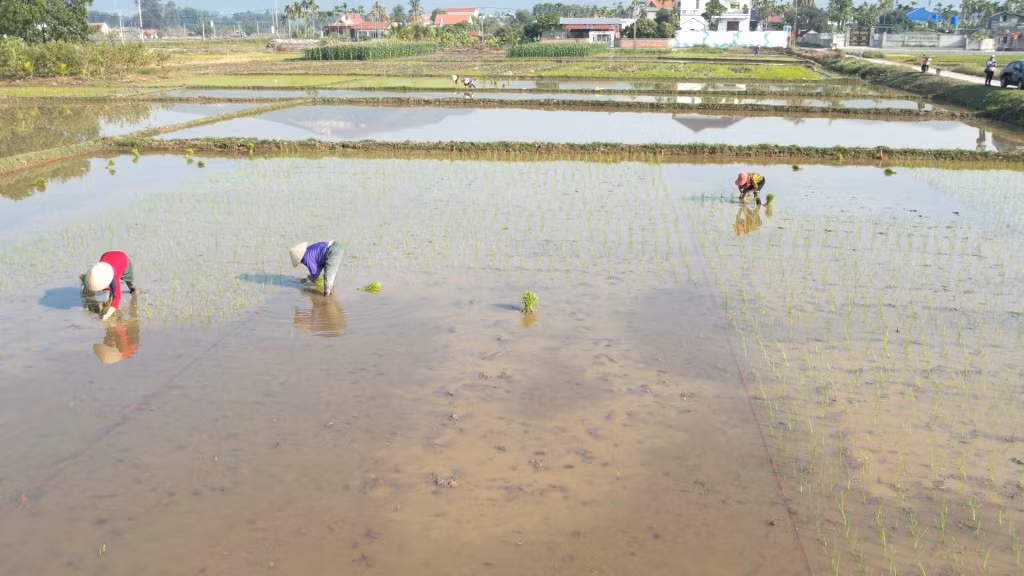 Nông dân xã Hồng Thái Đông (TX Đông Triều) đã hoàn thành gieo cấy lúa xuân.