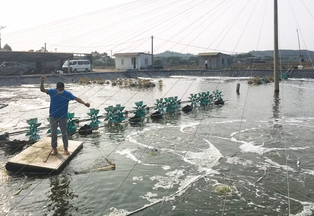 Hộ nuôi tôm phường Tân An, TX Quảng Yên kiểm tra chất lượng tôm.