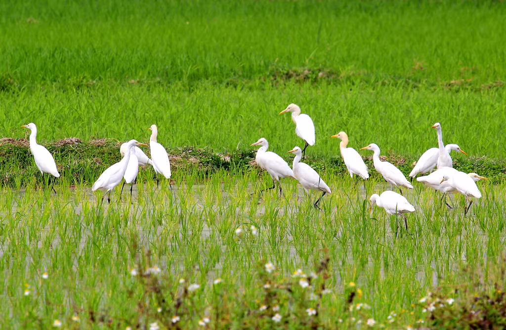 Trên đồng.