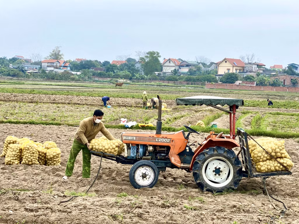 Người dân thôn Bắc Mã, xã Bình Dương thu hoạch khoai tây.