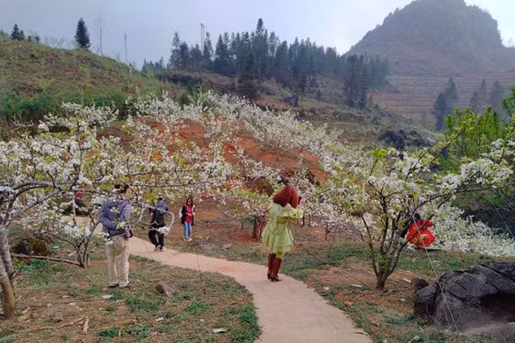 Đã 3 năm qua, đồi lê của gia đình anh Tráng Seo Sà, thôn Lao Chải, xã Quan Thần Sán đã là điểm đến hấp dẫn của du khách trong nước mùa xuân hoa nở trắng đồi và mùa hạ trái chín và ngay trước thềm lễ hội khi hoa lê hé nụ đã có không ít khách du lịch ghé thăm