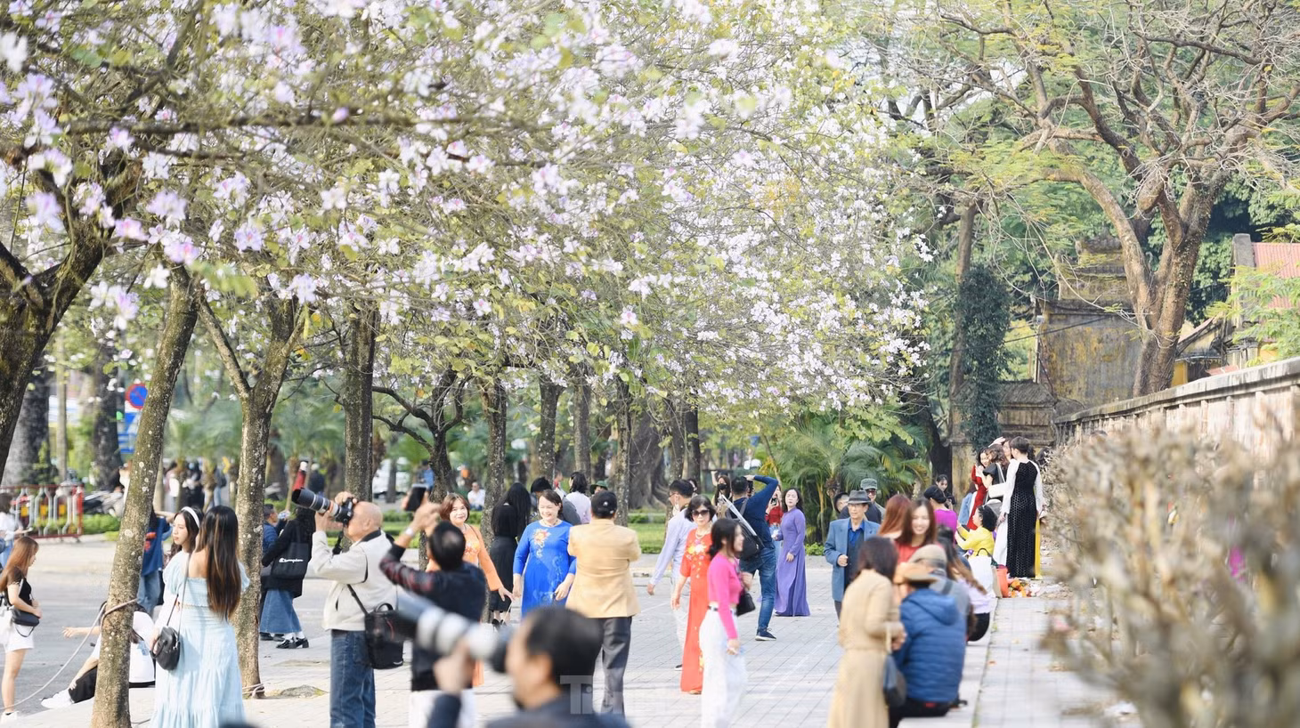 Khu vực đường Bắc Sơn giao với đường Hoàng Diệu là con đường có nhiều hoa ban trắng nở đẹp nhất Hà Nội thu hút đông người đến chụp ảnh check-in.