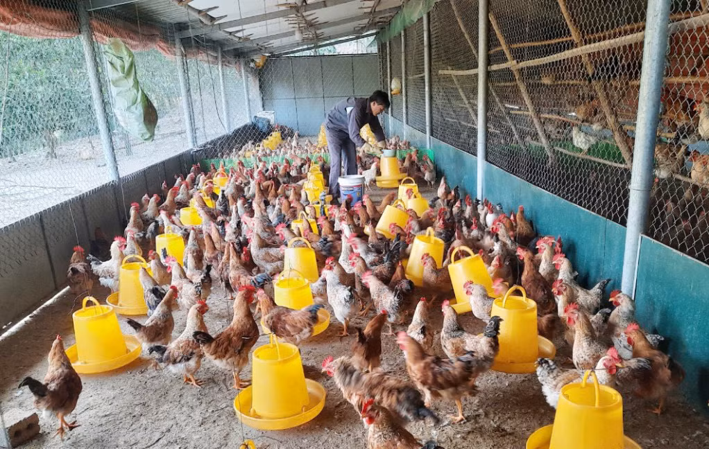Mô hình chăn nuôi gà Tiên Yên của gia đình anh Nguyễn Khắc Anh, thôn Đồng Tâm, xã Yên Than (huyện Tiên Yên).