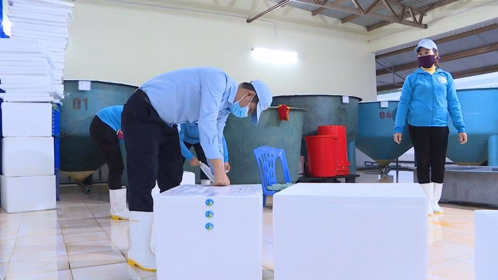 Cán bộ kỹ thuật và công nhân Công ty TNHH Việt Úc Quảng Ninh đóng tôm giống cung cấp cho thị trường.