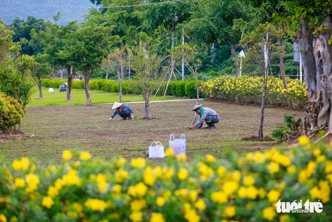 Công nhân môi trường bón phân, chăm sóc thảm hoa hai bên lối đi bộ phục vụ du khách