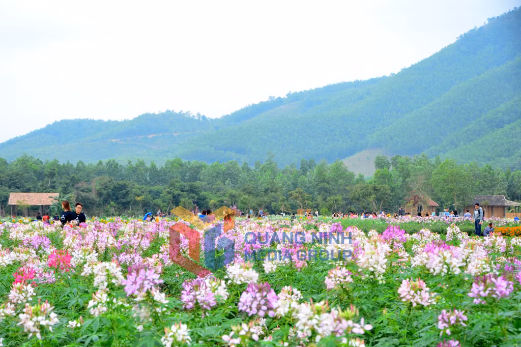 Thiên đường hoa Quảng La ngút tầm mắt chỉ hoa và hoa. Ảnh: Hà Phong