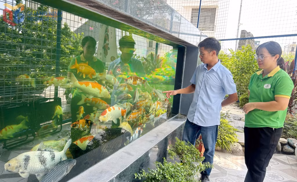 Doanh nhân Phương Văn Thuận, Giám đốc Công ty TNHH Cây xanh Hồng Nhung mạnh dạn mở rộng thêm hướng đi mới với nghề nuôi cá Koi.&nbsp;