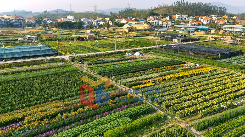 2025-01_Đồng Chè là làng hoa nổi tiếng của TP Hạ Long. Ảnh: Hùng Sơn