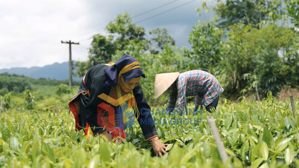 Người dân xã Kỳ Thượng ươm cây quế (7-2022). Ảnh: Nguyễn Ngọc