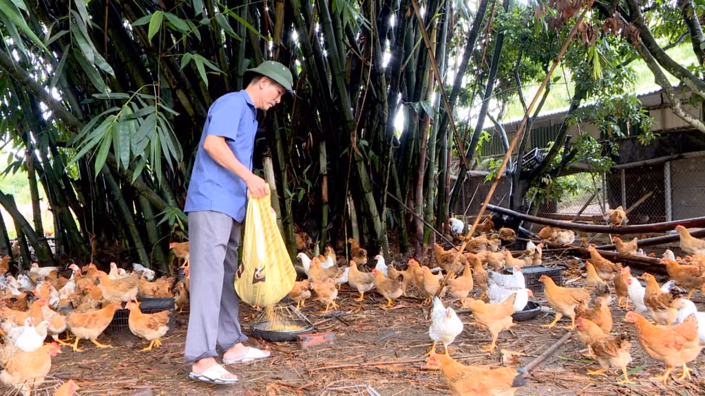 Người dân trên địa bàn xã Đông Ngũ phát triển các mô hình kinh tế cho thu nhập cao từ vài trăm triệu đến hàng tỷ đồng/năm.