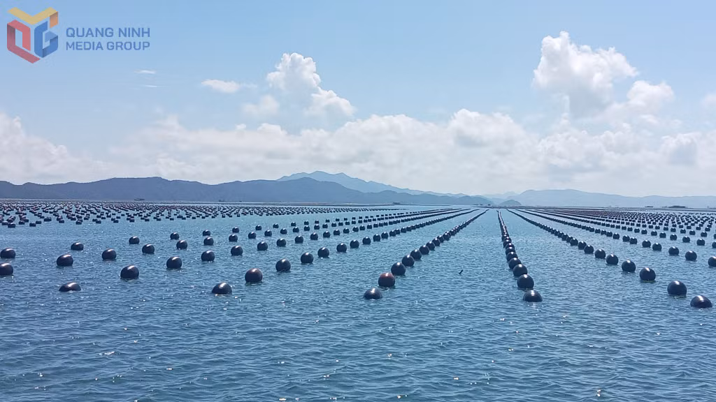 Nuôi hàu trên vùng biển thôn Đầu Rồng, xã Cái Chiên