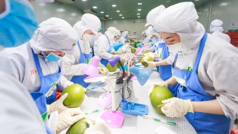 Xử lý kỹ thuật cho trái bưởi trước khi xuất khẩu tại Công ty cổ phần Tập đoàn Xuất nhập khẩu trái cây Chánh Thu. (Ảnh: MINH ANH)