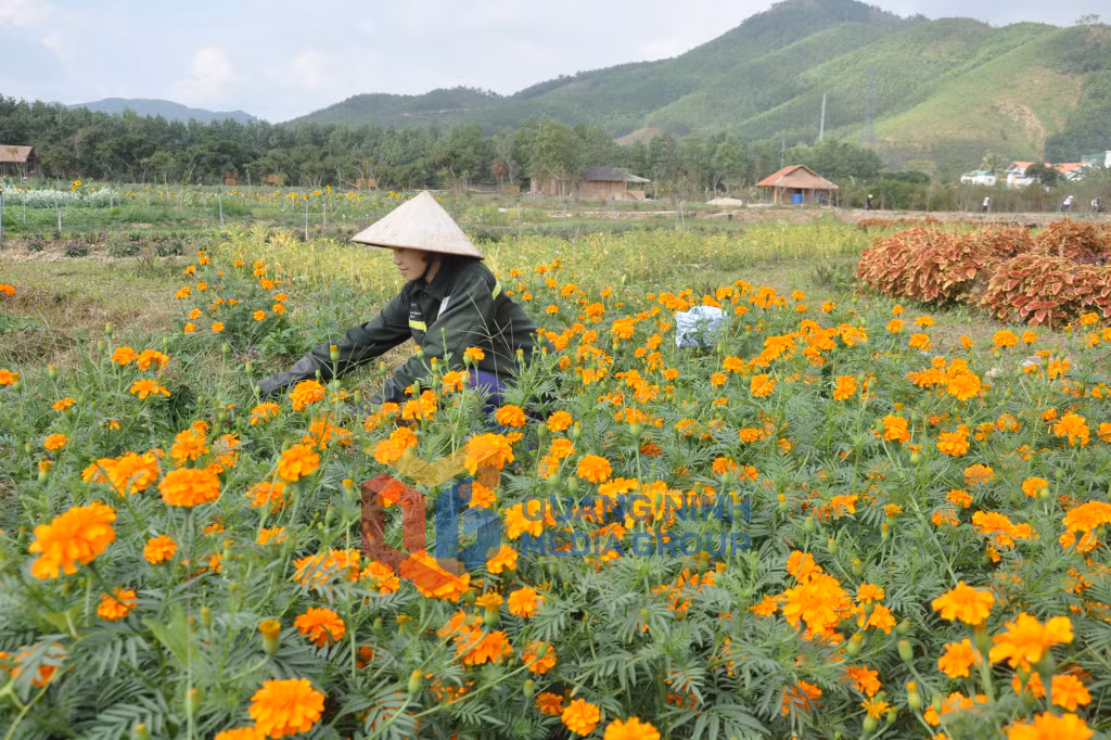 Chăm sóc hoa tại làng hoa Quảng La. Ảnh: Minh Hà