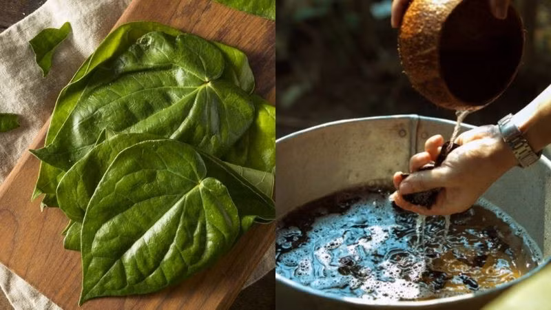 Kết hợp trầu không và bồ kết để tăng cường hiệu quả trị gàu.