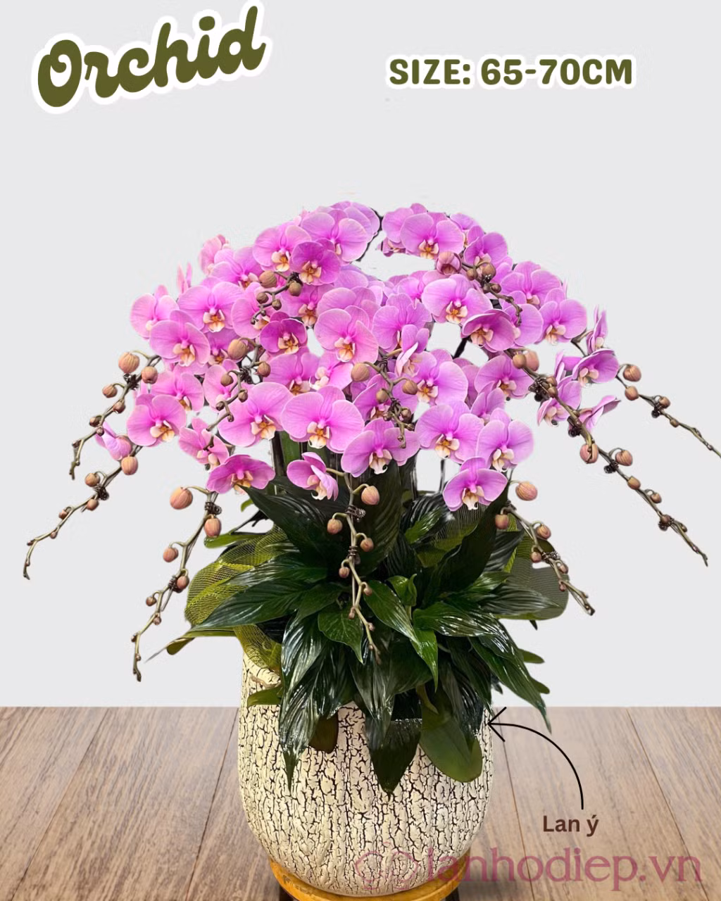 Vẻ đẹp ngọt ngào làm người nhận đắm say của chậu Lan Hồ Điệp Anna
