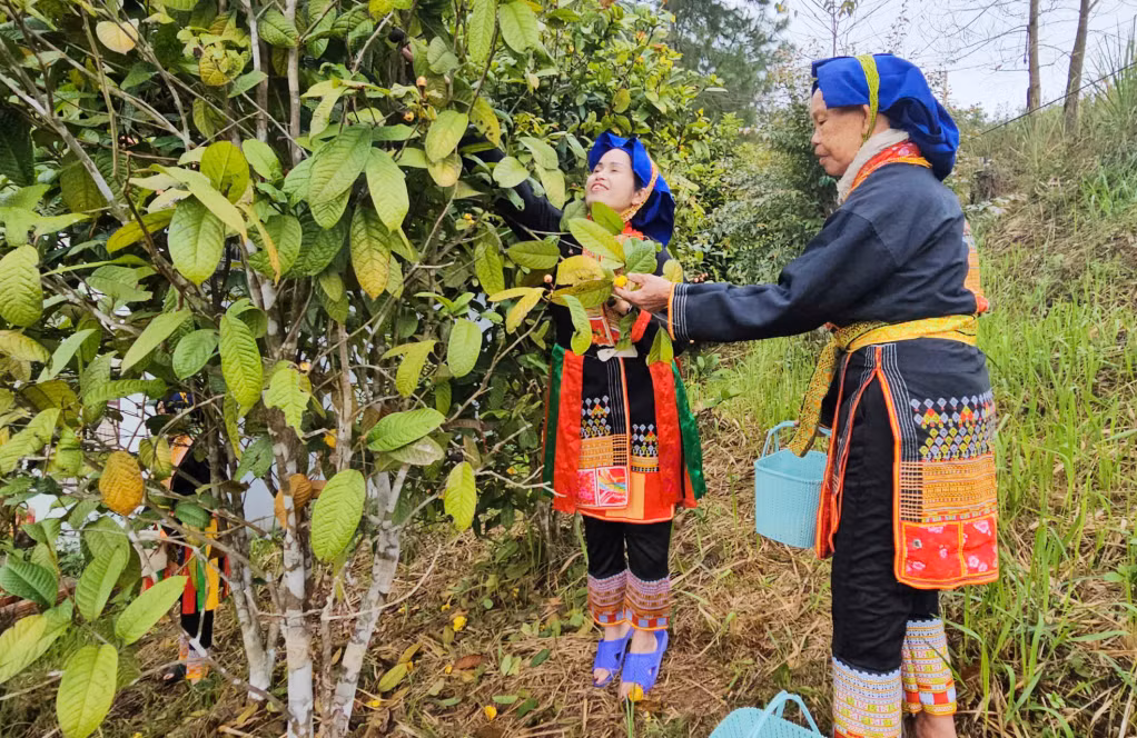 Bà con người Dao Thanh Phán thu hoạch trà hoa vàng.