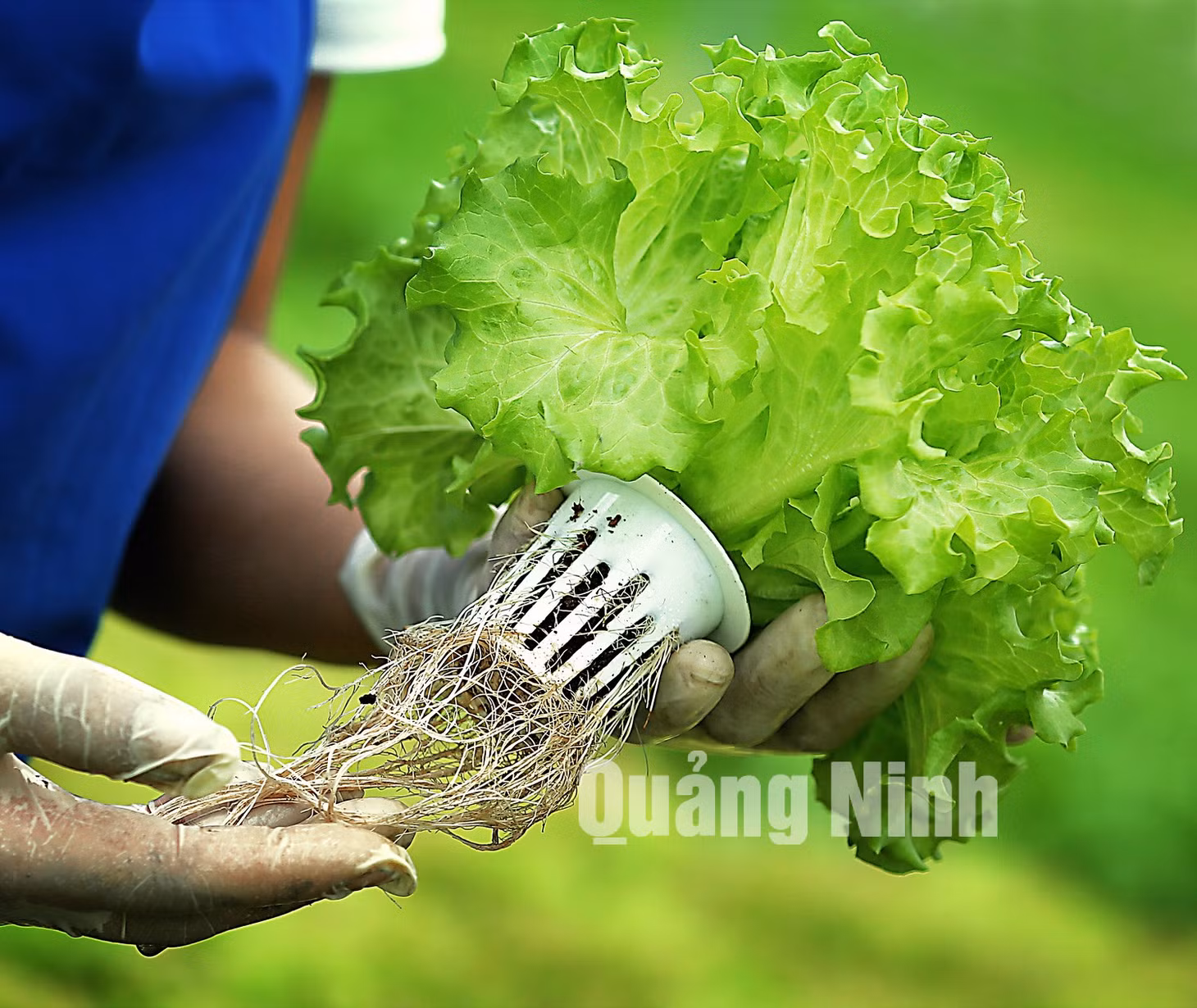 Ảnh: Vũ Hoàng Hiệp