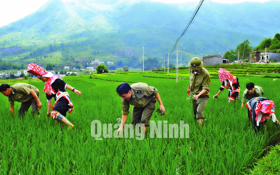 Cán bộ, chiến sĩ Đồn Biên phòng Cửa khẩu Hoành Mô giúp bà con người Dao Thanh Phán, xã Hoành Mô làm cỏ lúa (3-2018). Ảnh: Phạm Học