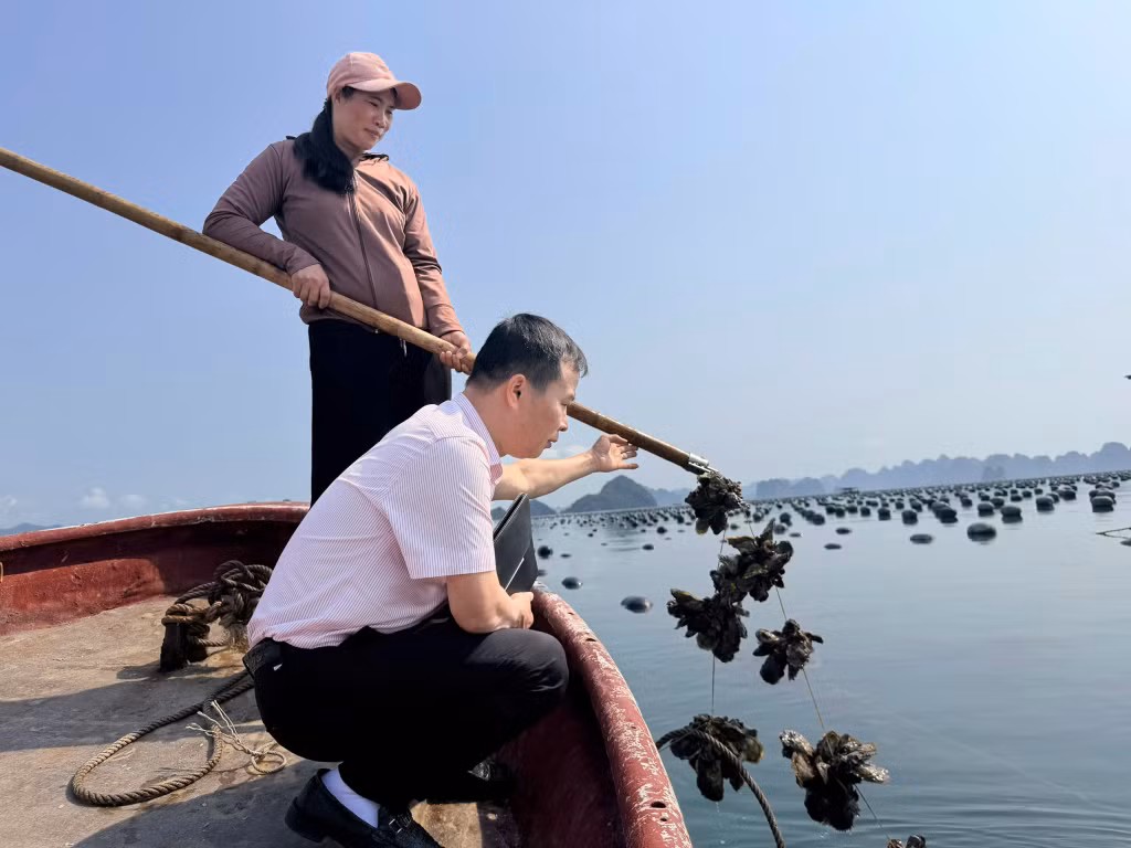 Cán bộ Ngân hàng CSXH Vân Đồn kiểm tra việc sử dụng vốn vay giải quyết việc làm.
