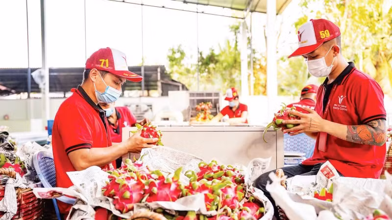 Kiểm tra thanh long trước khi xuất khẩu tại Công ty Vina T&amp;T Group (Ảnh: MINH ANH)