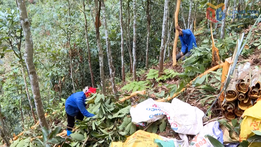 Nhân dân ở bản Siềng Lống (xã Quảng Tân) thu hoạch quế vụ xuân.
