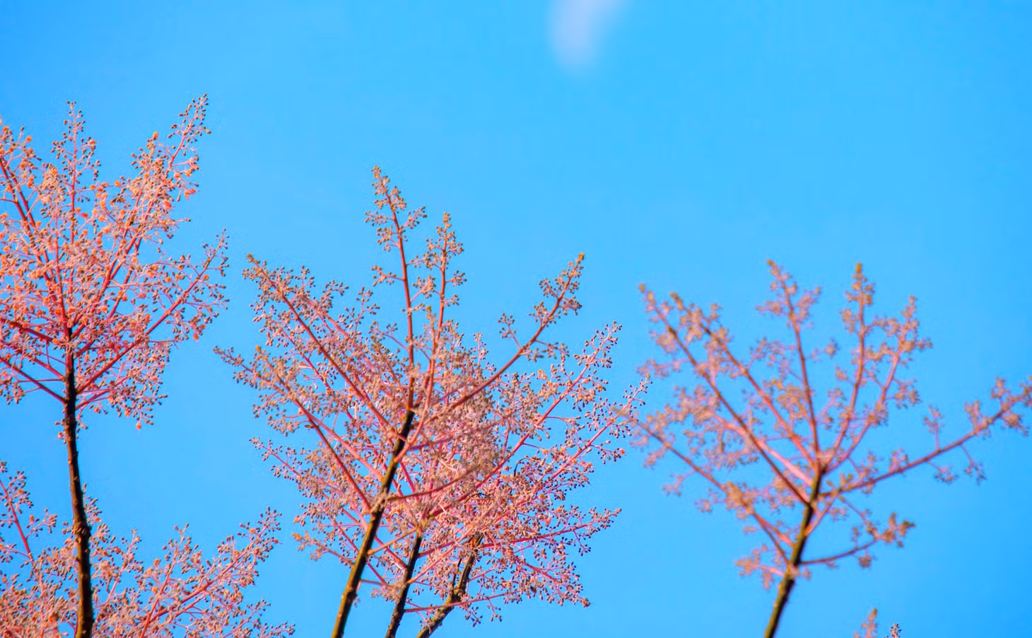 Loài cây này được trồng nhiều bên trong Hoàng cung Huế.