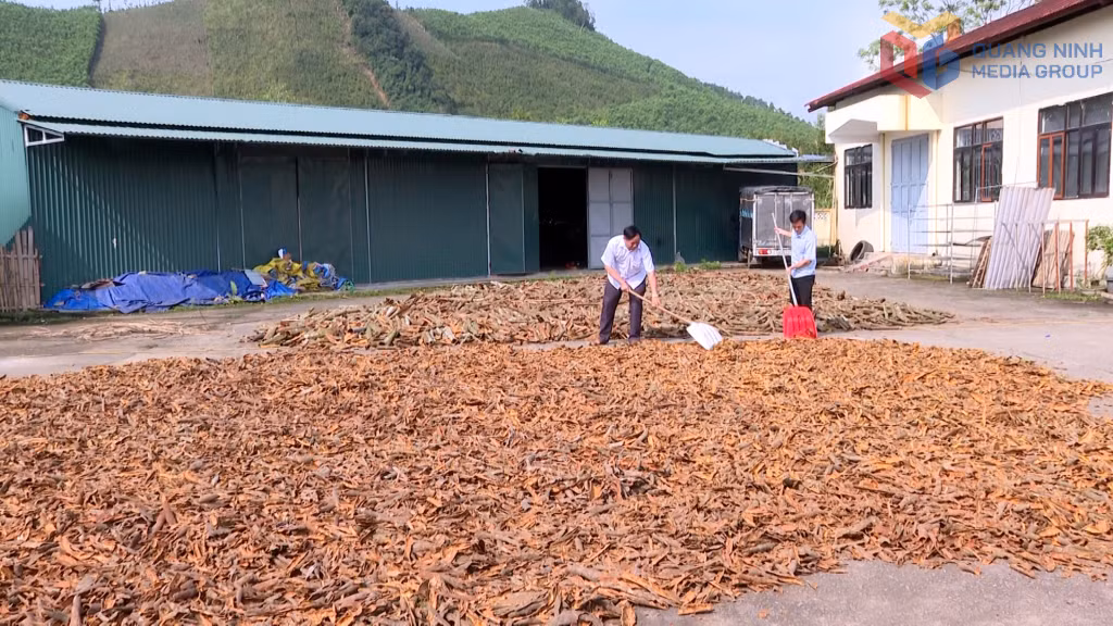 Ông Chíu Sáng Phát (Bản Tài Lý Sáy, xã Quảng Tân) vừa trồng quế, vừa có điểm thu mua quế của nhân dân trong xã.