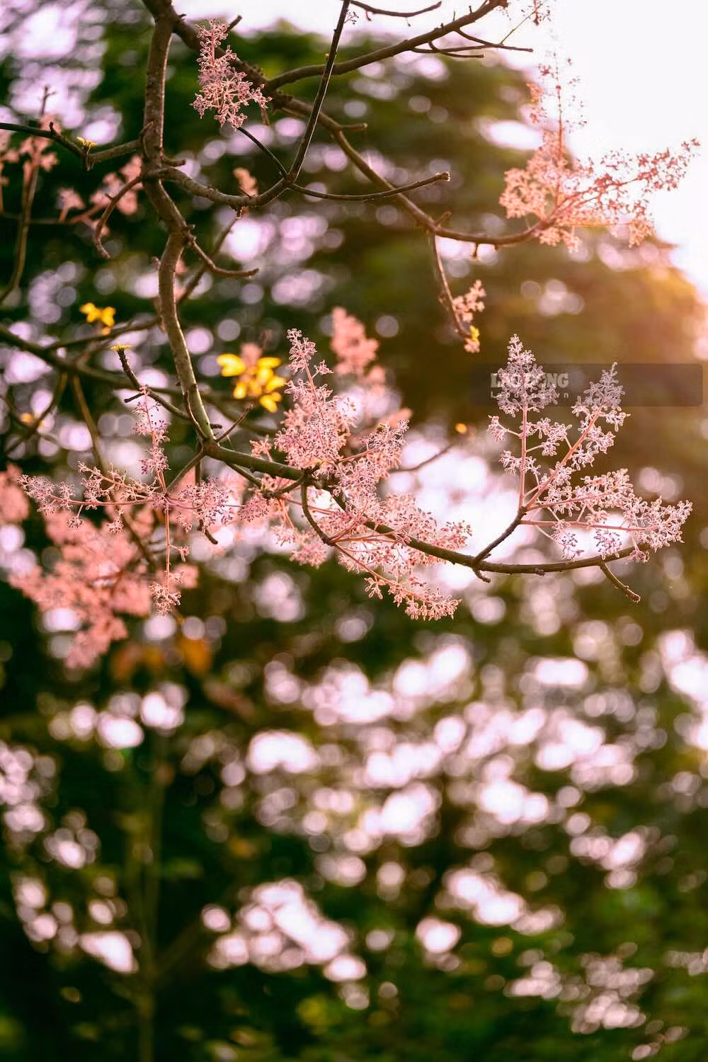 Du khách tìm đến Huế dịp này không chỉ để ngắm hoa mà còn để cảm nhận nhịp sống chậm, nhẹ nhàng đặc trưng của vùng đất cố đô.