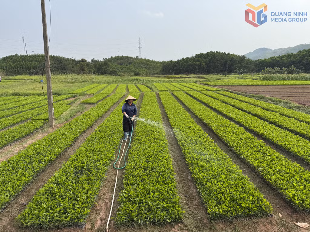 Mô hình vườn ươm cây giống lâm nghiệp ở thôn Thống Nhất (xã Hải Lạng) cho thu nhập ổn định 300 triệu đồng/sào/năm.