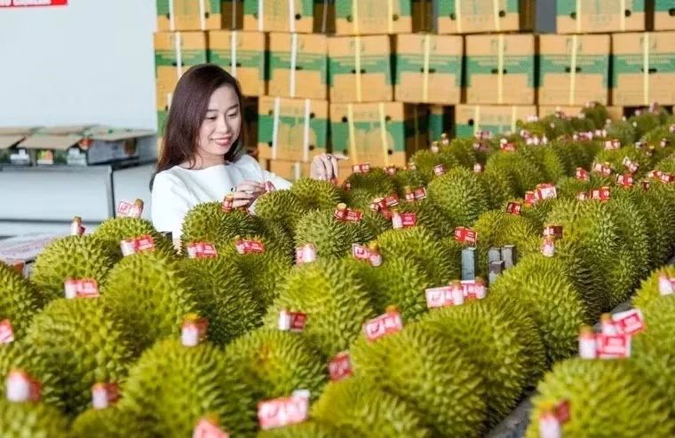 Sầu riêng trở thành mặt hàng xuất khẩu tỷ USD từ sau khi Việt Nam ký Nghị định thư với Trung Quốc.