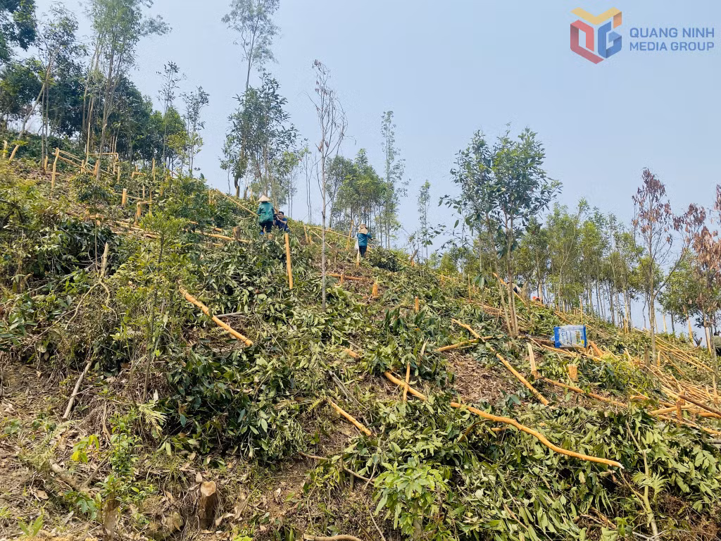 Tỉnh Quảng Ninh hiện có 7.600ha trồng quế.