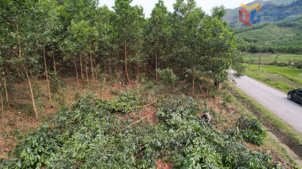 Sau kiểm đếm, nhiều hộ dân đã thu hoạch cây trồng bàn giao mặt bằng trước để dự án được sớm triển khai