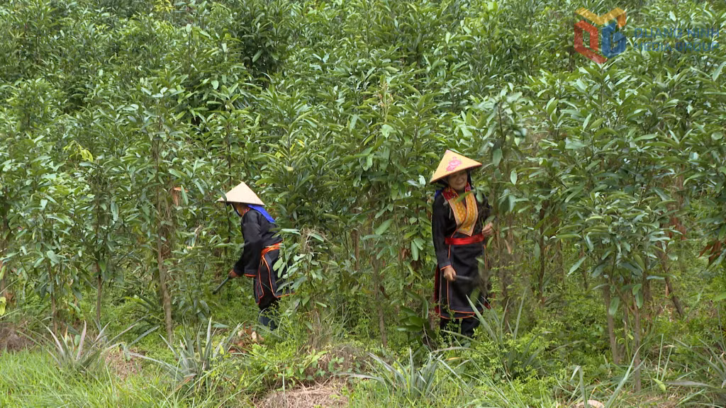 Những diện tích trồng quế mới đang được nhân dân xã Ba Chẽ chăm sóc.