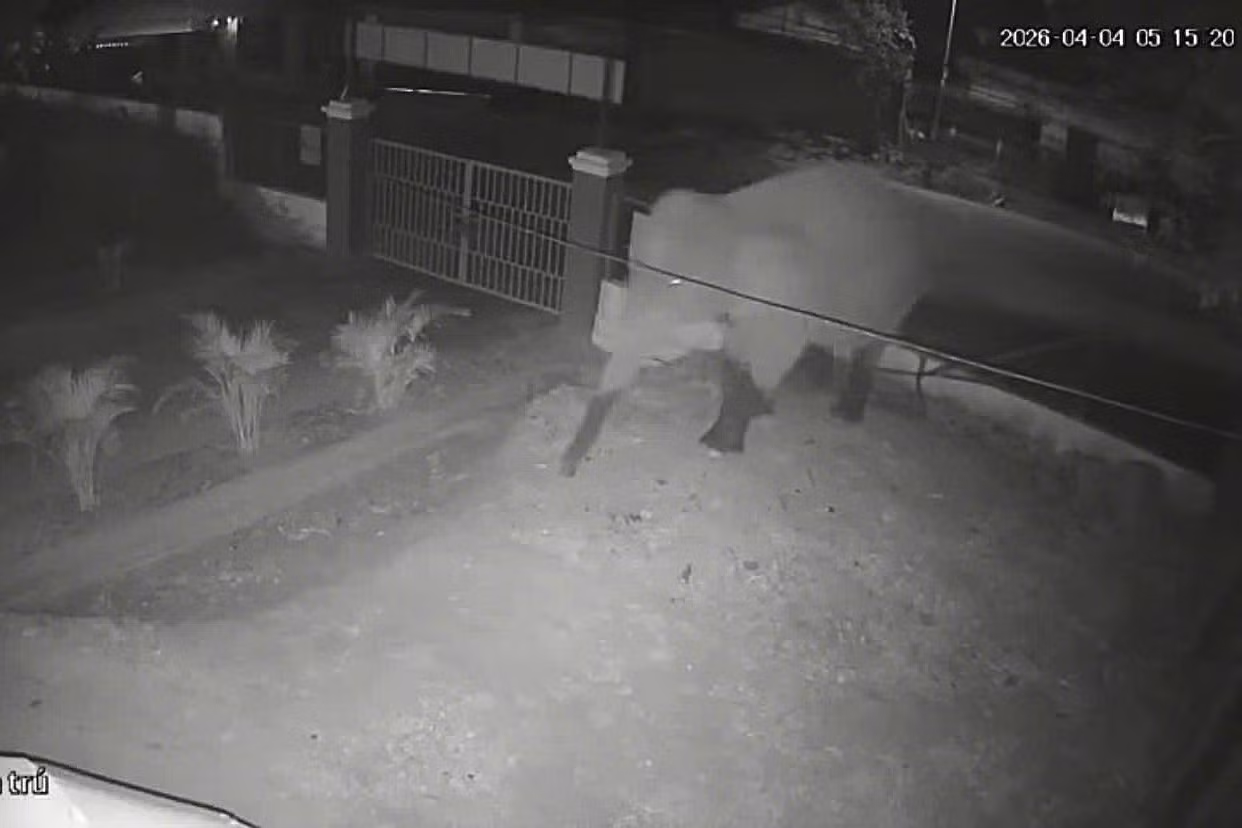 Voi rừng phá rào vào Trường Phổ thông Dân tộc bán trú THCS Huổi Một rạng sáng ngày 4/4. Ảnh: Camera giám sát Trường PTDTBT THCS Huổi Một.