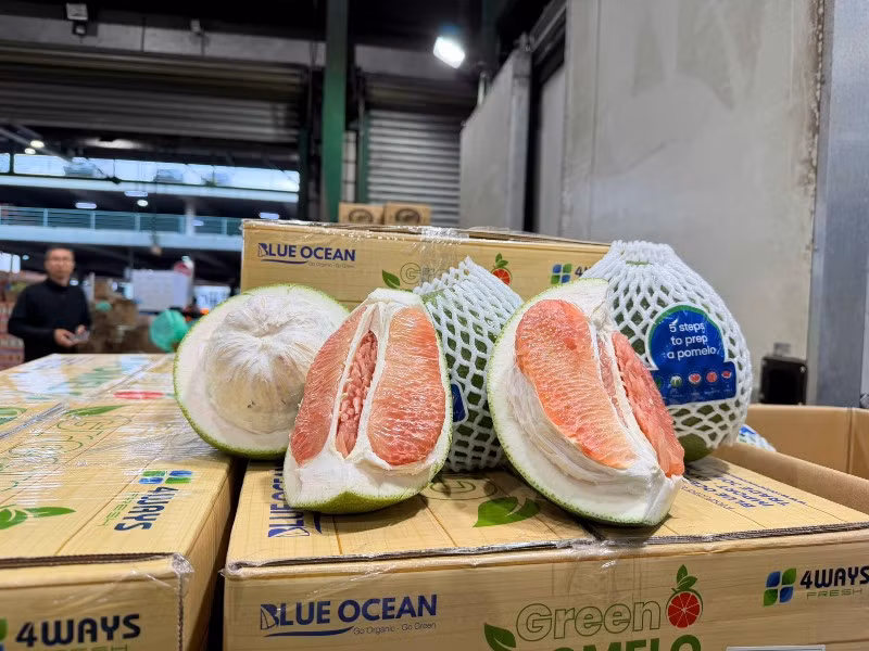 Bưởi Việt Nam chính thức được thông quan sang Australia. Ảnh: Cục Bảo vệ và Trồng trọt thực vật.