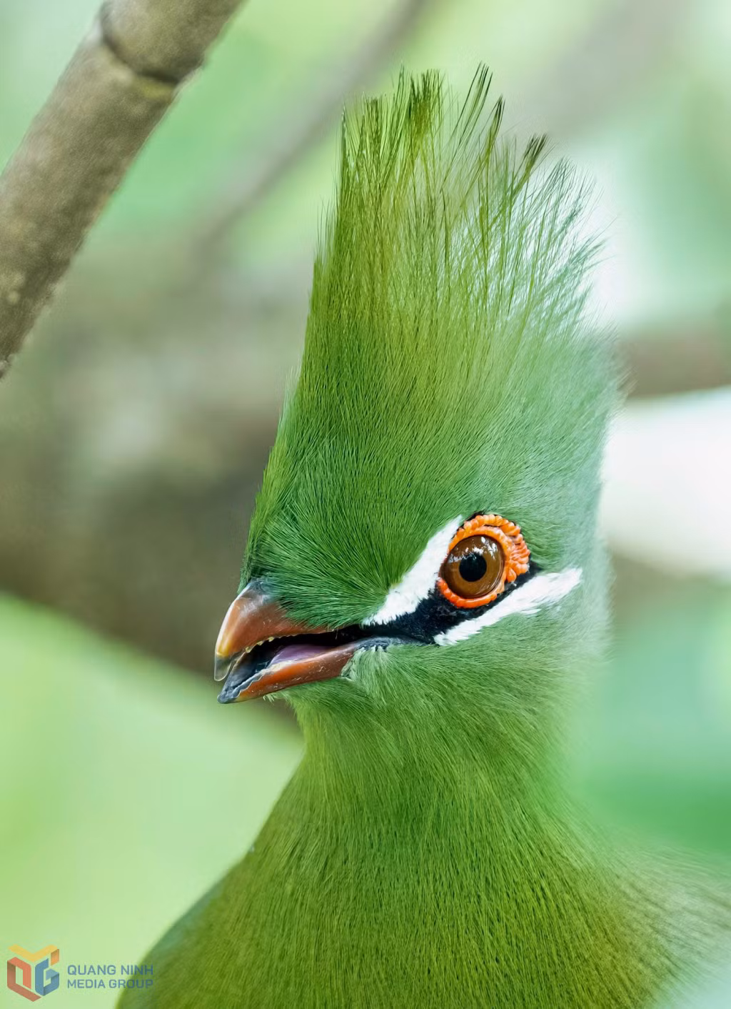 Chim Turaco đến từ châu Phi, với màu lông xanh lẫn vào lá rừng, “mào” chúng dửng lên cao, cũng xanh mơ một cách đáng ngạc nhiên. Đặc biệt ấn tượng là cặp mắt với tròng con ngươi đen nâu long lanh lãng mạn, quanh mắt “nàng” điểm xuyết nhiều “hạt ngọc vàng” cầu kỳ, diêm dúa. Điệu đàng như nàng công chúa thơ ngây mới bắt đầu đỏm dáng… để gieo tú cầu kén chọn tình quân.