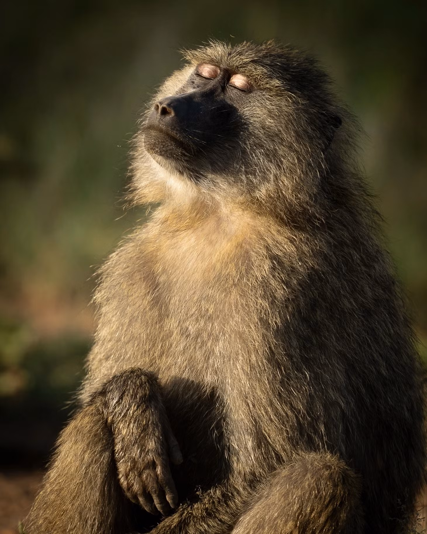 Khỉ đầu chó Olive tại Công viên quốc gia Serengeti, Tanzania. Ảnh: Steve Mattheis.
