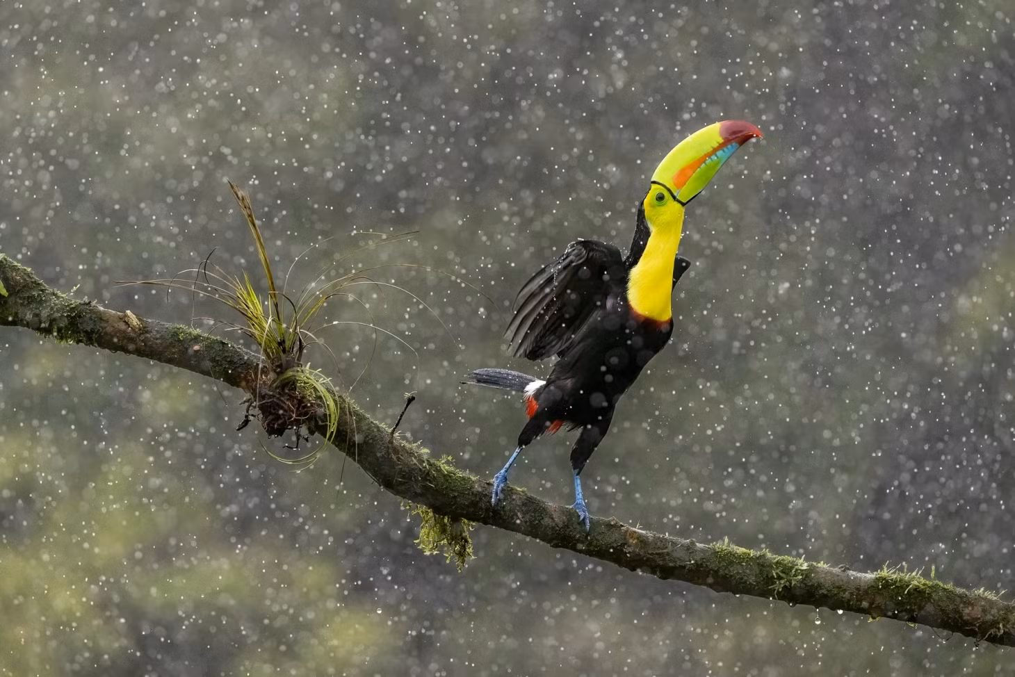 Chim Toucan mỏ cong, tại tỉnh Alajuela, Costa Rica. Ảnh: Greg Basco.