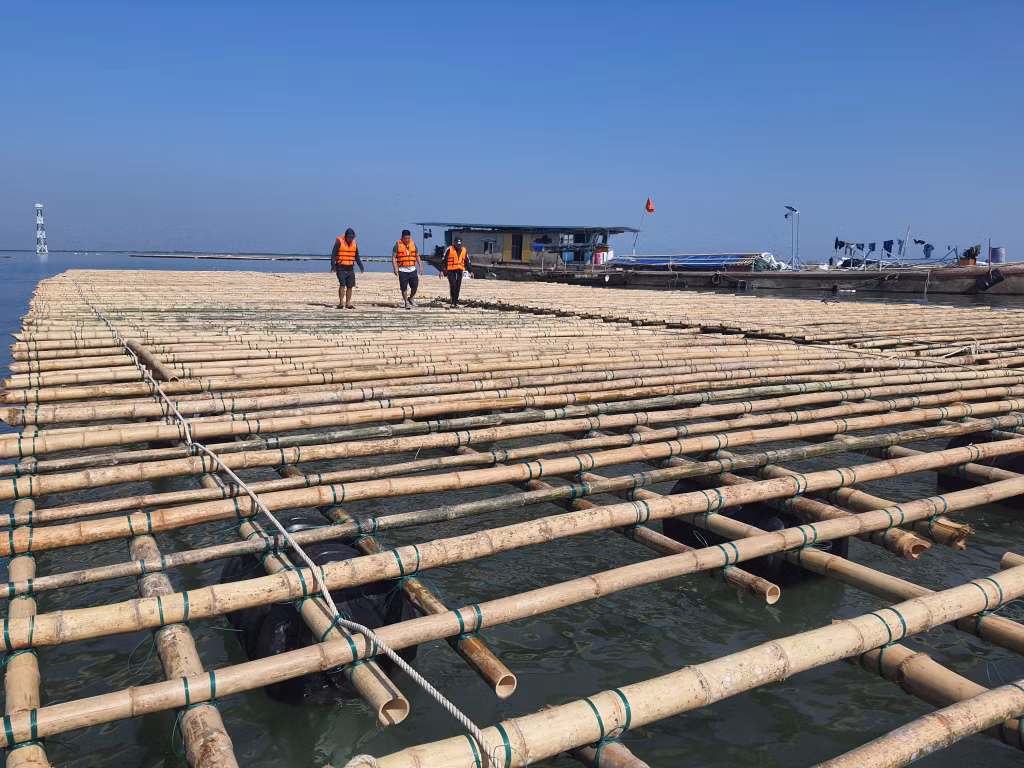 Xã viên HTX NTTS Bính Quý (xã Liên Vị, TX Quảng Yên) kiểm tra một bè nuôi hầu mới đầu tư trước khi chính thức sản xuất.